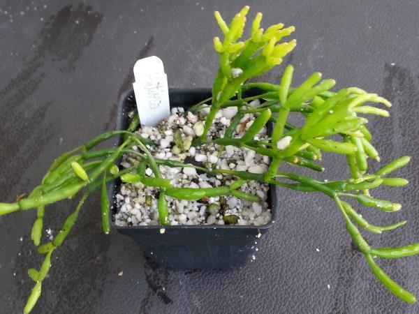 http://www.cloudjungle.com/cloudjungle/Cactaceae/Hatiora/hatiora salincornioides ghw.jpg